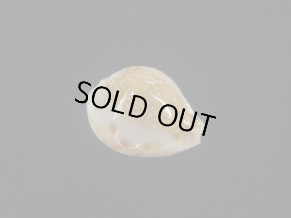 画像1: フクレラマルクダカラ(Naria lamarckii f.redimita) 老成　カルス (1)