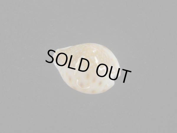 画像2: フクレラマルクダカラ(Naria lamarckii f.redimita) 老成　カルス (2)