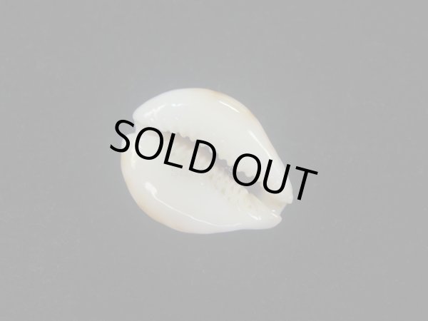 画像3: フクレラマルクダカラ(Naria lamarckii f.redimita) 老成　カルス (3)