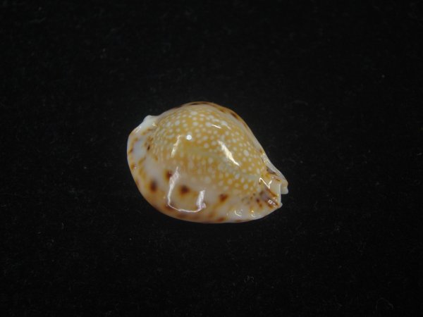 画像1: フクレラマルクダカラ(Naria lamarckii f.redimita) 老成　カルス　美品 (1)