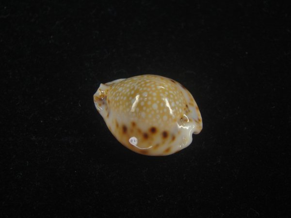 画像2: フクレラマルクダカラ(Naria lamarckii f.redimita) 老成　カルス　美品 (2)