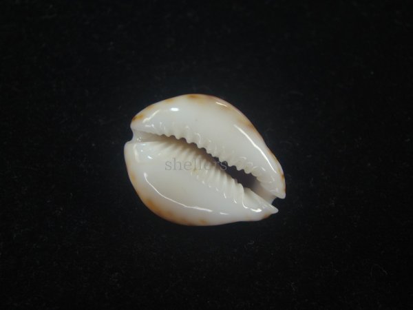 画像3: フクレラマルクダカラ(Naria lamarckii f.redimita) 老成　カルス　美品 (3)