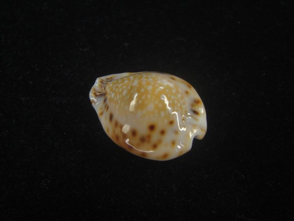 画像2: フクレラマルクダカラ(Naria lamarckii f.redimita) 老成　カルス　美品 (2)