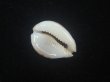 画像3: フクレラマルクダカラ(Naria lamarckii f.redimita) 老成　カルス　美品 (3)