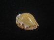 画像1: フクレラマルクダカラ(Naria lamarckii f.redimita) 老成　カルス　濃色　美品 (1)