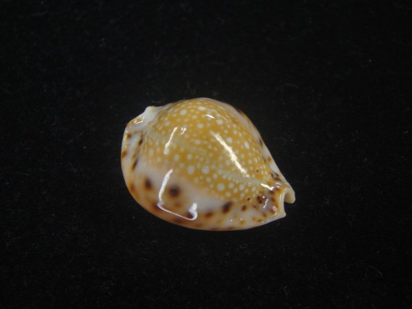 画像1: フクレラマルクダカラ(Naria lamarckii f.redimita) 老成　カルス　濃色　美品 (1)