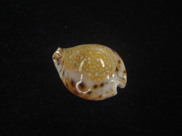 画像2: フクレラマルクダカラ(Naria lamarckii f.redimita) 老成　カルス　濃色　美品 (2)