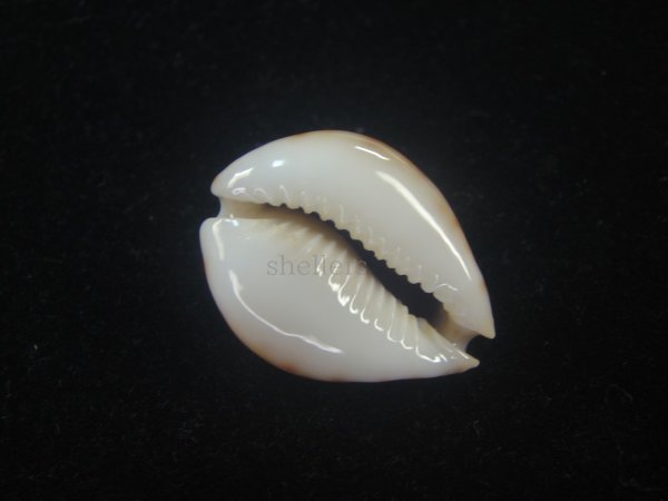 画像3: フクレラマルクダカラ(Naria lamarckii f.redimita) 老成　カルス　濃色　美品 (3)