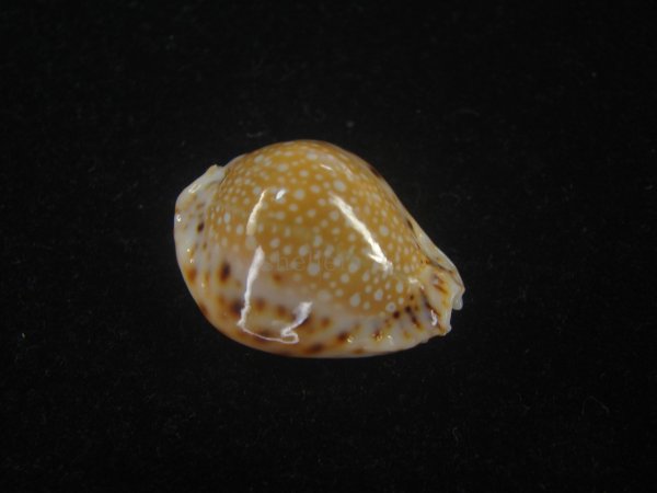 画像1: フクレラマルクダカラ(Naria lamarckii f.redimita) 濃色　美品 (1)