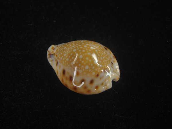 画像2: フクレラマルクダカラ(Naria lamarckii f.redimita) 濃色　美品 (2)