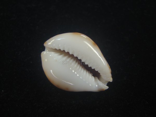 画像3: フクレラマルクダカラ(Naria lamarckii f.redimita) 濃色　美品 (3)