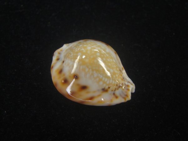 画像1: フクレラマルクダカラ(Naria lamarckii f.redimita) 老成　カルス (1)