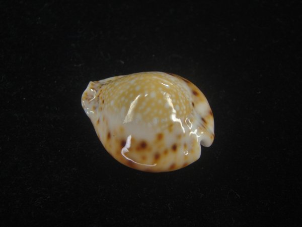 画像2: フクレラマルクダカラ(Naria lamarckii f.redimita) 老成　カルス (2)