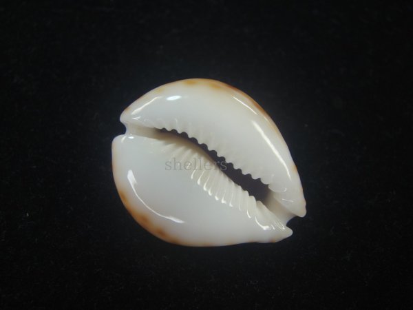 画像3: フクレラマルクダカラ(Naria lamarckii f.redimita) 老成　カルス (3)