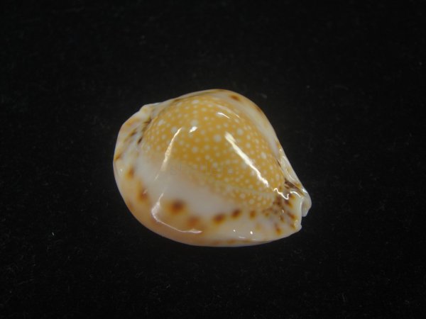 画像1: フクレラマルクダカラ(Naria lamarckii f.redimita) 大　特老成　カルス　美品 (1)