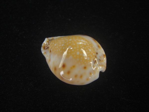 画像2: フクレラマルクダカラ(Naria lamarckii f.redimita) 大　特老成　カルス　美品 (2)