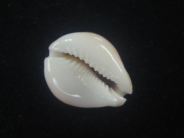 画像3: フクレラマルクダカラ(Naria lamarckii f.redimita) 大　特老成　カルス　美品 (3)