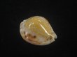 画像1: フクレラマルクダカラ(Naria lamarckii f.redimita) 大　特老成　カルス (1)