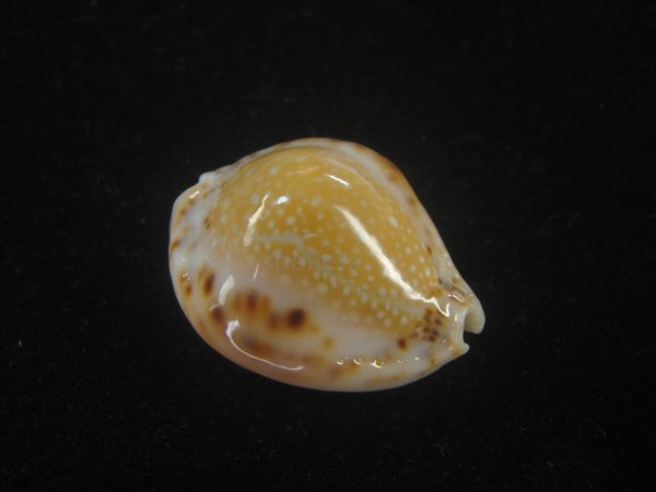 画像1: フクレラマルクダカラ(Naria lamarckii f.redimita) 大　特老成　カルス (1)