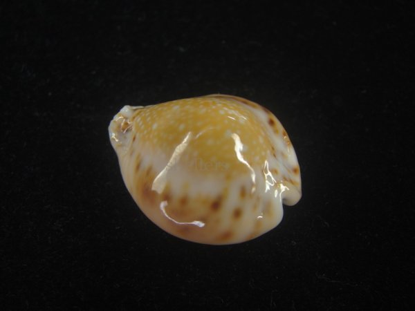 画像2: フクレラマルクダカラ(Naria lamarckii f.redimita) 大　特老成　カルス (2)