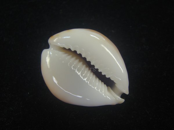 画像3: フクレラマルクダカラ(Naria lamarckii f.redimita) 大　特老成　カルス (3)