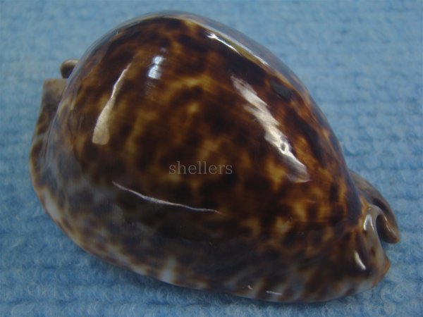 画像1: ヨモスガラダカラ(Trona stercoraria) 特美品  (1)