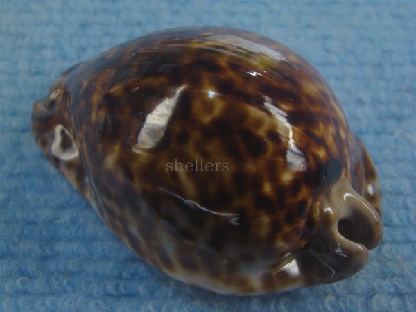 画像2: ヨモスガラダカラ(Trona stercoraria) 特美品  (2)