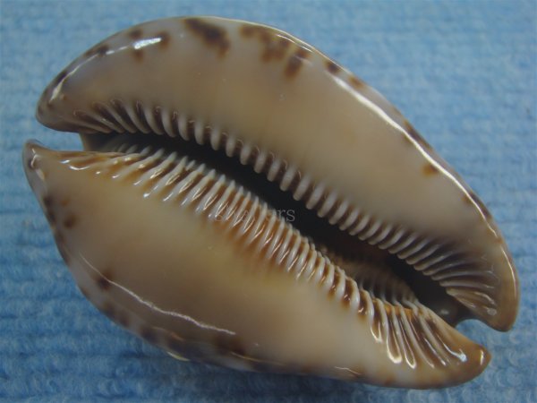 画像3: ヨモスガラダカラ(Trona stercoraria) 特美品  (3)