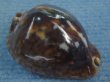 画像1: ヨモスガラダカラ(Trona stercoraria) メラネスティックレワ　美品 (1)