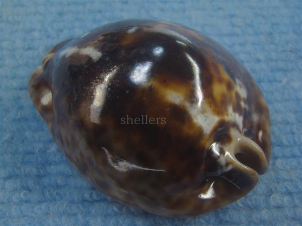 画像2: ヨモスガラダカラ(Trona stercoraria) メラネスティックレワ　美品 (2)