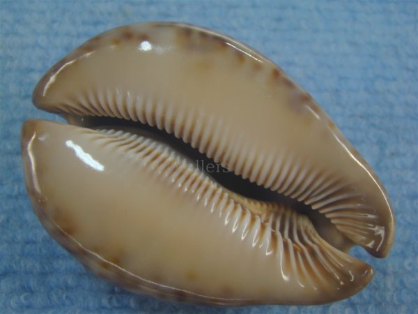 画像3: ヨモスガラダカラ(Trona stercoraria) メラネスティックレワ　美品 (3)