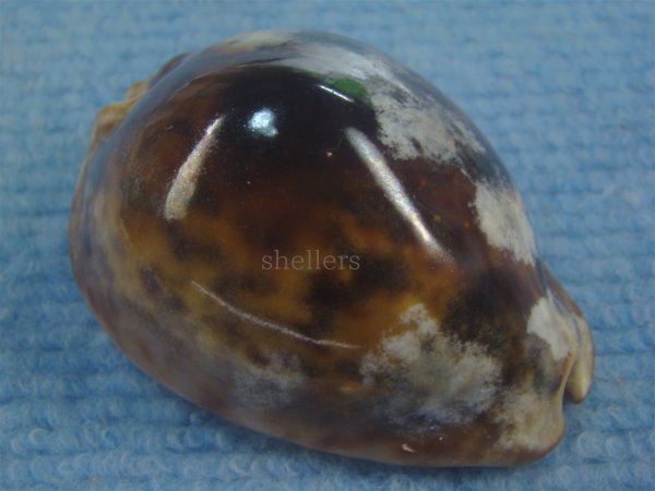 画像1: ヨモスガラダカラ(Trona stercoraria) メラネスティックラスティーレワ　美品 (1)
