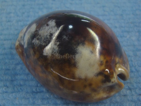 画像2: ヨモスガラダカラ(Trona stercoraria) メラネスティックラスティーレワ　美品 (2)