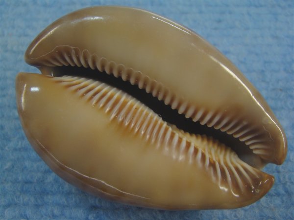 画像3: ヨモスガラダカラ(Trona stercoraria) メラネスティックラスティーレワ　美品 (3)