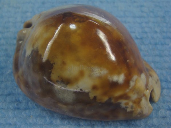 画像1: ヨモスガラダカラ(Trona stercoraria) メラネスティックラスティーレワ　美品 (1)