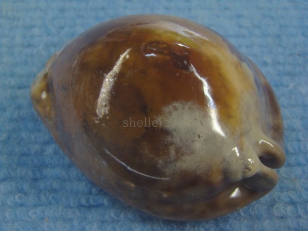 画像2: ヨモスガラダカラ(Trona stercoraria) メラネスティックラスティーレワ　美品 (2)