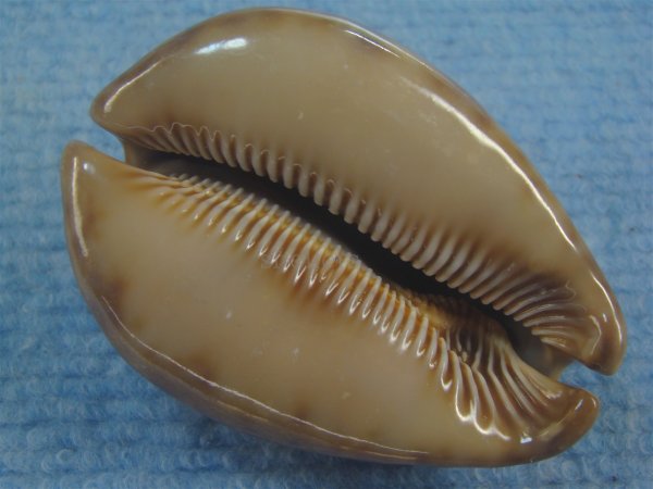 画像3: ヨモスガラダカラ(Trona stercoraria) メラネスティックラスティーレワ　美品 (3)