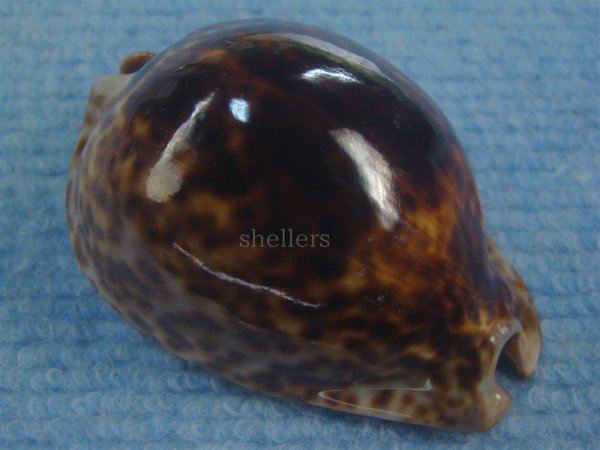 画像1: ヨモスガラダカラ(Trona stercoraria) 濃色　特美品 (1)