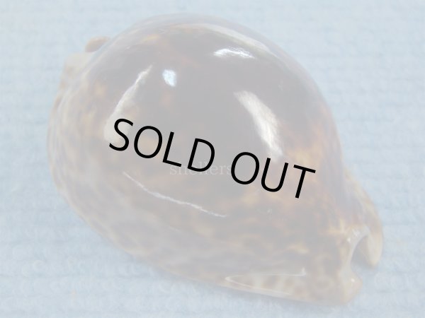 画像1: ヨモスガラダカラ(Trona stercoraria) 濃色　特美品 (1)