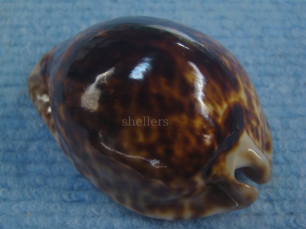 画像2: ヨモスガラダカラ(Trona stercoraria) 濃色　特美品 (2)