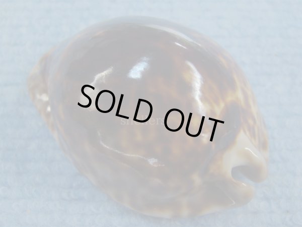 画像2: ヨモスガラダカラ(Trona stercoraria) 濃色　特美品 (2)