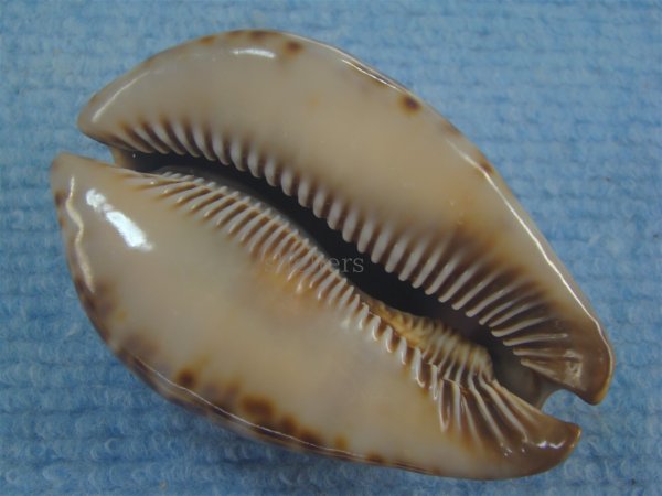 画像3: ヨモスガラダカラ(Trona stercoraria) 濃色　特美品 (3)