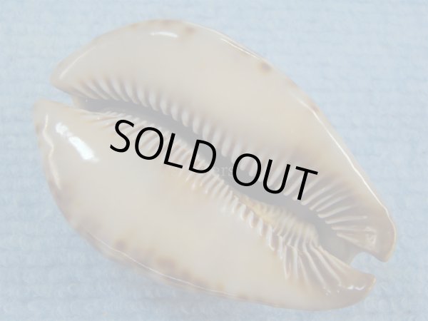 画像3: ヨモスガラダカラ(Trona stercoraria) 濃色　特美品 (3)