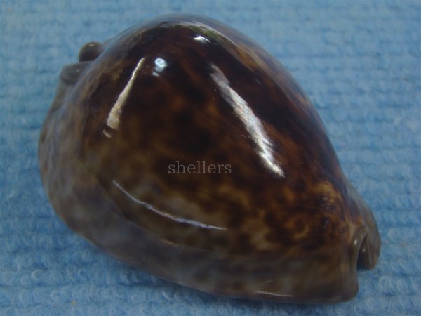 画像1: ヨモスガラダカラ(Trona stercoraria) 美品 (1)