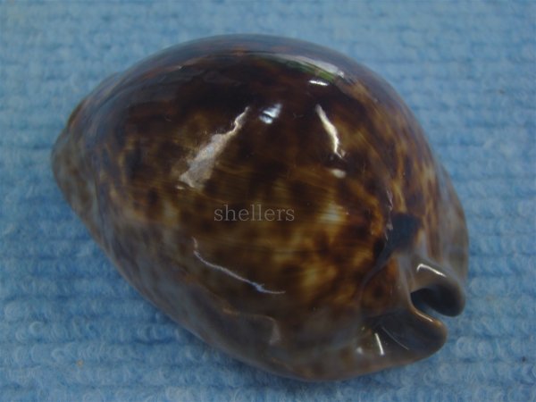 画像2: ヨモスガラダカラ(Trona stercoraria) 美品 (2)