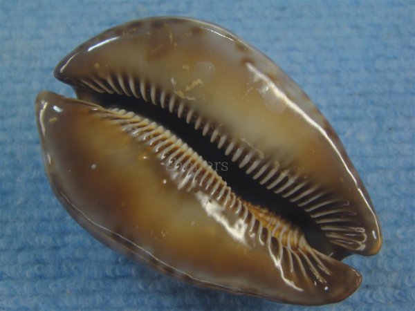 画像3: ヨモスガラダカラ(Trona stercoraria) 美品 (3)