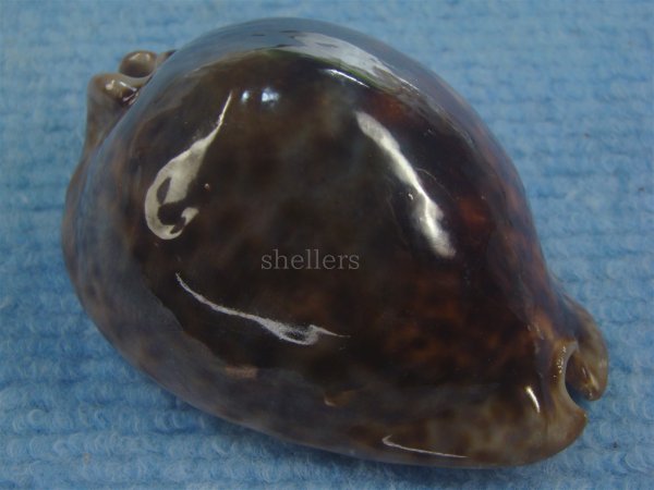 画像1: ヨモスガラダカラ(Trona stercoraria) 大　メラネスティックラスティー (1)