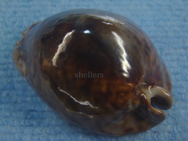 画像2: ヨモスガラダカラ(Trona stercoraria) 大　メラネスティックラスティー (2)