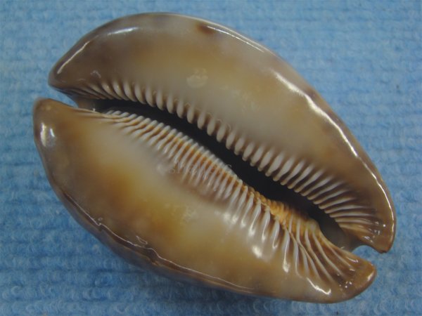 画像3: ヨモスガラダカラ(Trona stercoraria) 大　メラネスティックラスティー (3)