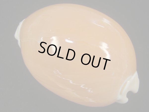 画像2: ナンヨウダカラ(Lyncina aurantium) 小難あり (2)